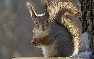 close up photography of Squirrel near tree